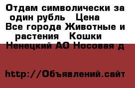 Отдам символически за один рубль › Цена ­ 1 - Все города Животные и растения » Кошки   . Ненецкий АО,Носовая д.